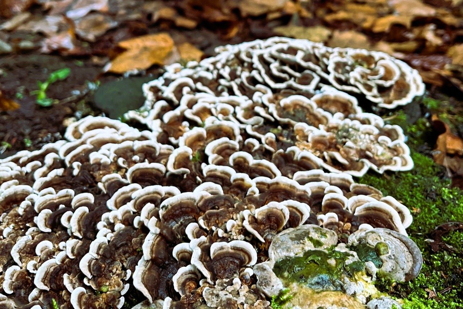 Turkey Tail fungus, outside Derwent College on Campus West
